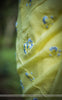 Sungold Pure Flat Silk-Chiffon Hand-Embroidered Saree